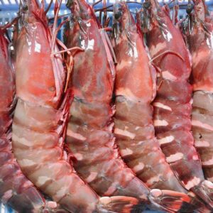 TÔM ĐỎ