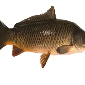 CÁ CHÉP